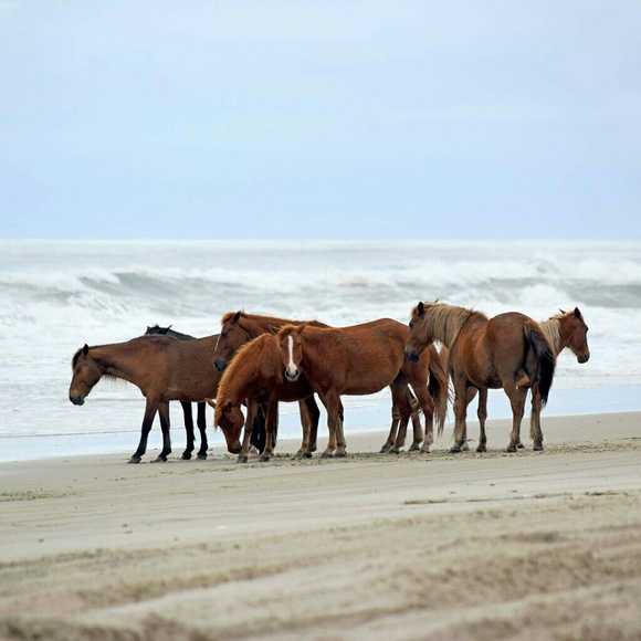 Meet your Posher, Stephanie - Picture 4 of 4